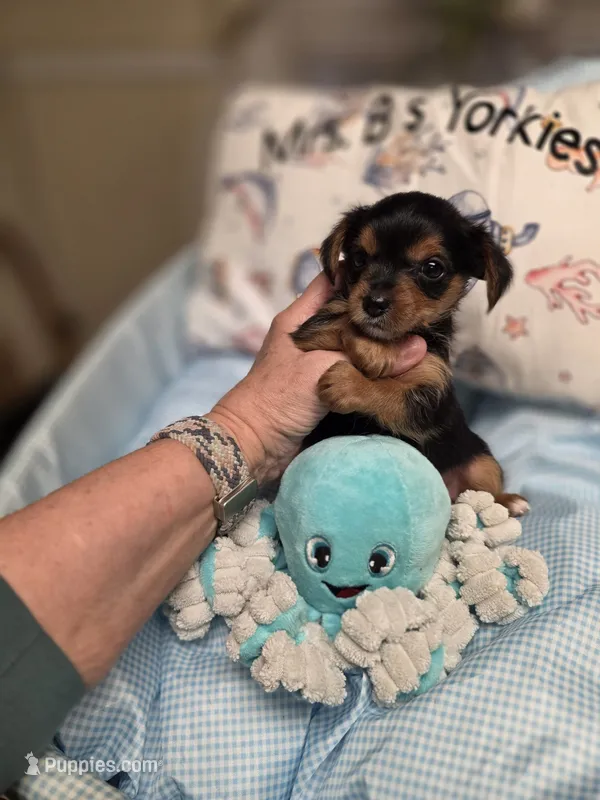 Traditional male Yorkie CKC – Yorkshire Terrier puppy for sale in Jarratt, VA