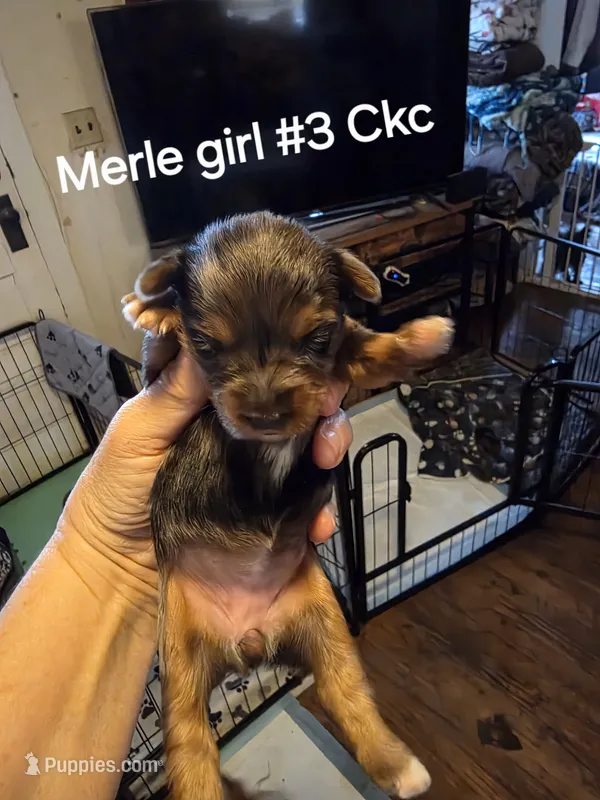 Merle girl #3 – Yorkshire Terrier puppy for sale in Jarratt, VA