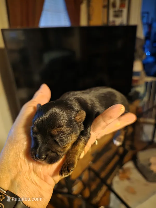 Cash – Yorkshire Terrier puppy for sale in Jarratt, VA