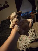 Cianna , a female Yorkshire Terrier for sale in Jarratt, VA – 1 of 10