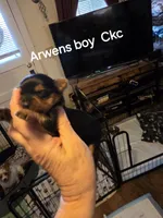 Traditional male Yorkie CKC, a male Yorkshire Terrier for sale in Jarratt, VA – 6 of 6