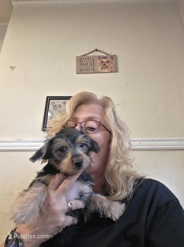 Blair – Yorkshire Terrier puppy for sale in Jarratt, VA
