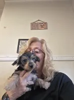 Blair, a female Yorkshire Terrier for sale in Jarratt, VA – 2 of 9