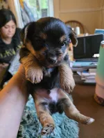 Baxter, a male Yorkshire Terrier for sale in Jarratt, VA – 2 of 10
