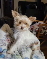 Cianna , a female Yorkshire Terrier for sale in Jarratt, VA – Photo 6 of 7