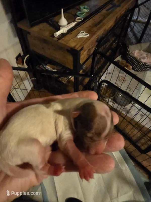 Cianna  – Yorkshire Terrier puppy for sale in Jarratt, VA