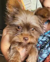 Cianna , a female Yorkshire Terrier for sale in Jarratt, VA – Photo 7 of 7