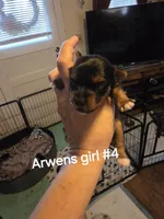 Traditional girl #4, a female Yorkshire Terrier for sale in Jarratt, VA – 3 of 4
