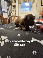 Eddie , a male Yorkshire Terrier for sale in Jarratt, VA – 4 of 8
