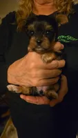 Traditional girl #5, a female Yorkshire Terrier for sale in Jarratt, VA – 1 of 4