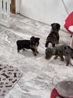 Traditional male Yorkie CKC, a male Yorkshire Terrier for sale in Jarratt, VA – 2 of 6