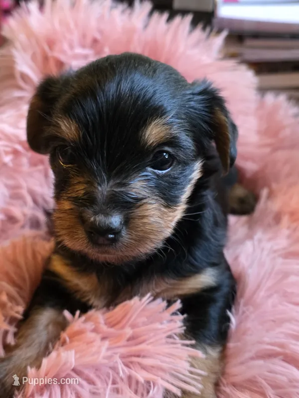 Blair – Yorkshire Terrier puppy for sale in Jarratt, VA