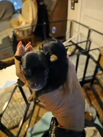 Fiona , a female Yorkshire Terrier for sale in Jarratt, VA – 2 of 6