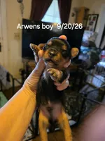 Traditional male Yorkie CKC, a male Yorkshire Terrier for sale in Jarratt, VA – 5 of 6