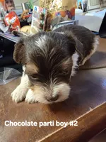Dexter, a male Yorkshire Terrier for sale in Jarratt, VA – 3 of 9