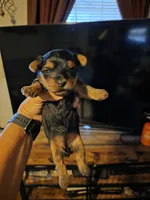 Felix, a male Yorkshire Terrier for sale in Jarratt, VA – 4 of 10