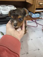 Merle girl #1, a female Yorkshire Terrier for sale in Jarratt, VA – 3 of 6