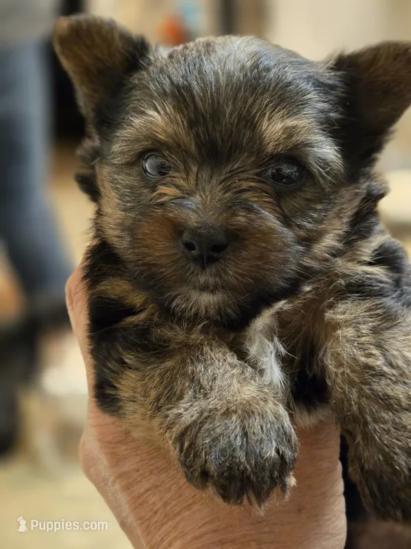 Cash – Yorkshire Terrier puppy for sale in Jarratt, VA