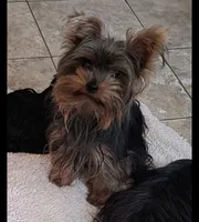 Fiona , a female Yorkshire Terrier for sale in Jarratt, VA – 5 of 6