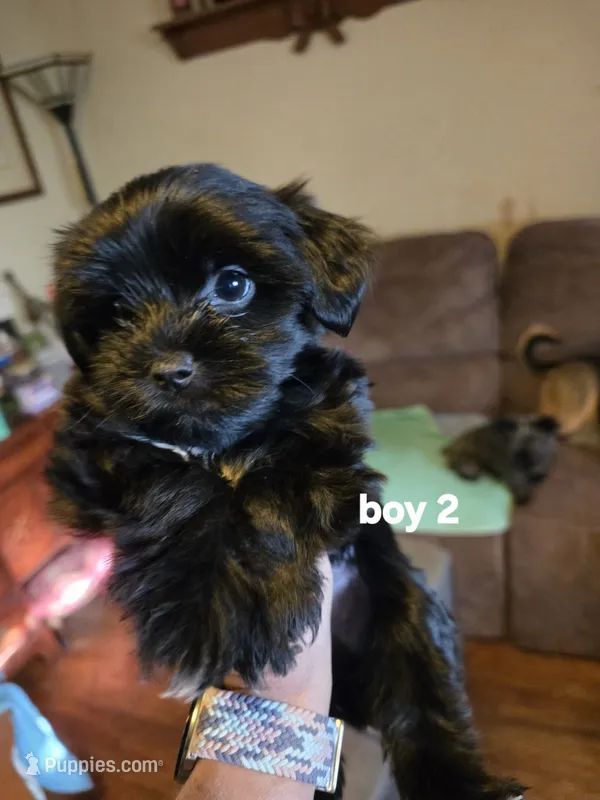 Elliott  – Yorkshire Terrier puppy for sale in Jarratt, VA