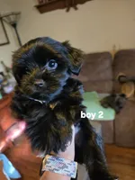 Elliott , a male Yorkshire Terrier for sale in Jarratt, VA – 1 of 10