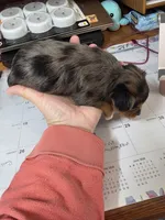 Merle girl #1, a female Yorkshire Terrier for sale in Jarratt, VA – 4 of 6