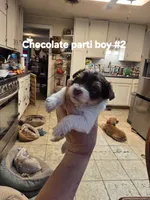 Dexter, a male Yorkshire Terrier for sale in Jarratt, VA – 5 of 9