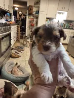 Darcy , a female Yorkshire Terrier for sale in Jarratt, VA – 6 of 8