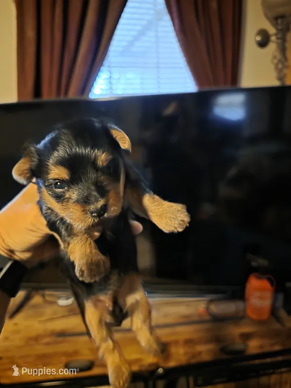 Fiona  – Yorkshire Terrier puppy for sale in Jarratt, VA