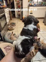 Darcy , a female Yorkshire Terrier for sale in Jarratt, VA – 5 of 8