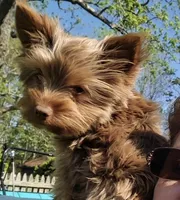 Elvira , a female Yorkshire Terrier for sale in Jarratt, VA – 8 of 10
