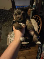 Cash, a male Yorkshire Terrier for sale in Jarratt, VA – 1 of 10