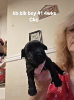 Elliott , a male Yorkshire Terrier for sale in Jarratt, VA – 2 of 7