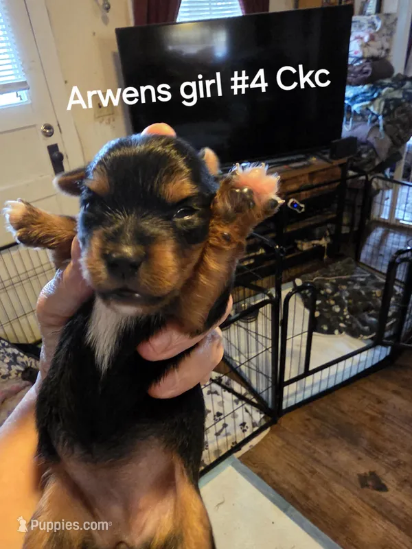 Traditional girl #4 – Yorkshire Terrier puppy for sale in Jarratt, VA