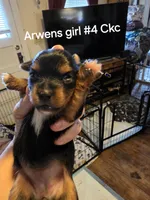 Traditional girl #4, a female Yorkshire Terrier for sale in Jarratt, VA – 1 of 4