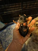 Baxter, a male Yorkshire Terrier for sale in Jarratt, VA – Photo 5 of 7