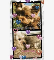 Baxter, a male Yorkshire Terrier for sale in Jarratt, VA – Photo 7 of 7