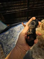 Baxter, a male Yorkshire Terrier for sale in Jarratt, VA – Photo 4 of 7