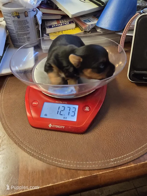 Baxter – Yorkshire Terrier puppy for sale in Jarratt, VA