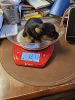 Baxter, a male Yorkshire Terrier for sale in Jarratt, VA – 5 of 10