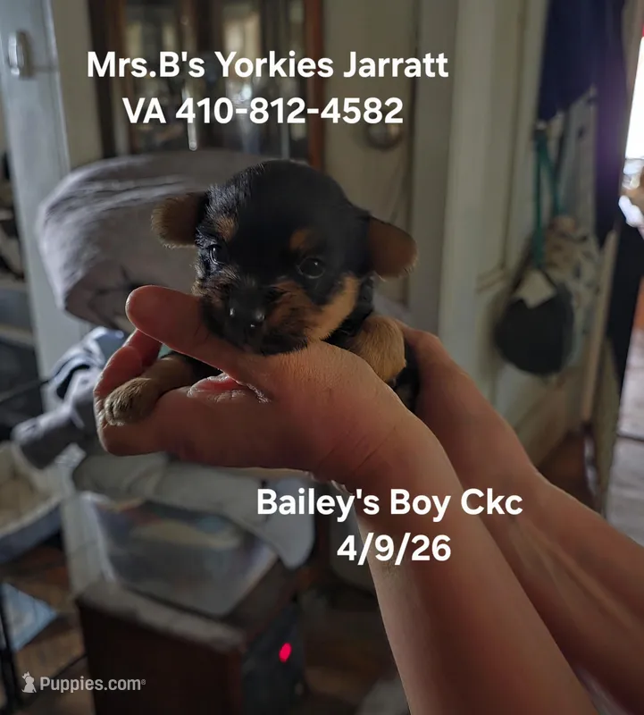 Baxter – Yorkshire Terrier puppy for sale in Jarratt, VA