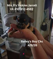 Baxter, a male Yorkshire Terrier for sale in Jarratt, VA – 3 of 10