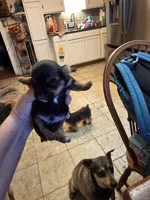 Baxter, a male Yorkshire Terrier for sale in Jarratt, VA – 6 of 10