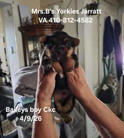Baxter, a male Yorkshire Terrier for sale in Jarratt, VA – 4 of 10