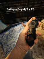 Baxter, a male Yorkshire Terrier for sale in Jarratt, VA – Photo 3 of 7