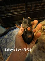 Baxter, a male Yorkshire Terrier for sale in Jarratt, VA – Photo 1 of 7