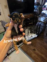 Traditional girl #5, a female Yorkshire Terrier for sale in Jarratt, VA – 2 of 4