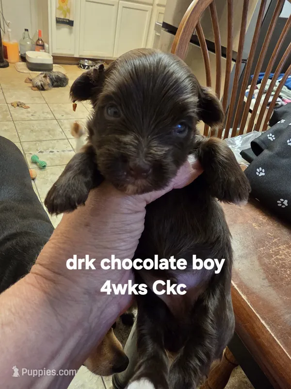 Eddie  – Yorkshire Terrier puppy for sale in Jarratt, VA