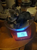 Cash, a male Yorkshire Terrier for sale in Jarratt, VA – 6 of 10