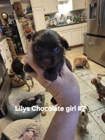 Elvira , a female Yorkshire Terrier for sale in Jarratt, VA – 9 of 10
